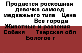 Продается роскошная девочка самоед медвежьего типа › Цена ­ 35 000 - Все города Животные и растения » Собаки   . Тверская обл.,Бологое г.